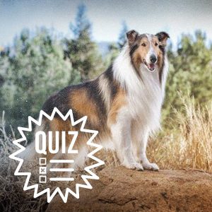 QUIZ: How Good Are You At Deciphering What Lassie Is Trying To Tell You?