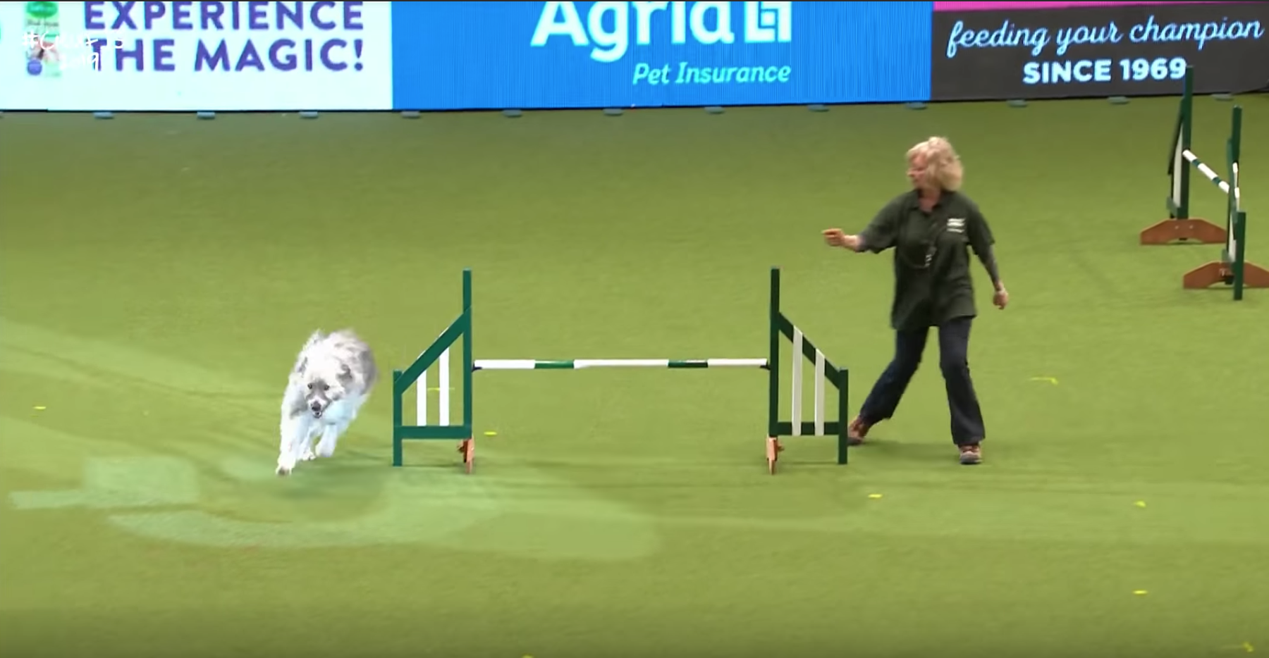 Crufts obstacle hot sale course